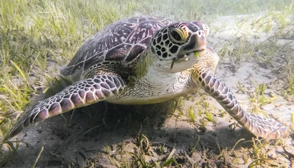 Groene zeeschildpad Rechtenvrije Stockafbeeldingen