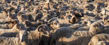 Deneyimli eller halı dokuma