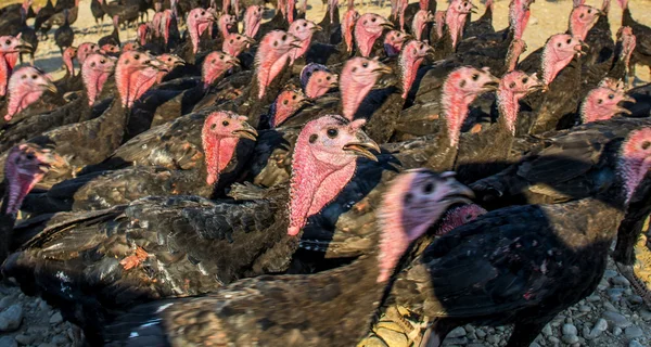 七面鳥の群れ ストック写真