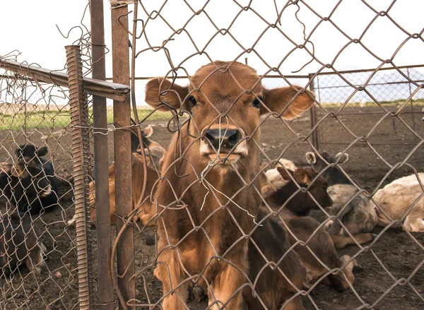 Vaca detrás de una valla Imágenes De Stock Sin Royalties Gratis