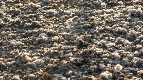 Texture of wool on the ground — Stock Photo, Image