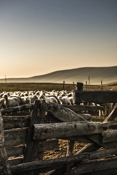 Перо сельской овцы — стоковое фото