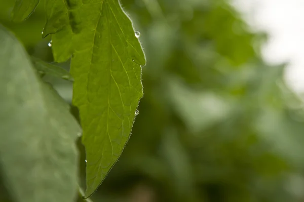 Granja de tomate ecológico —  Fotos de Stock