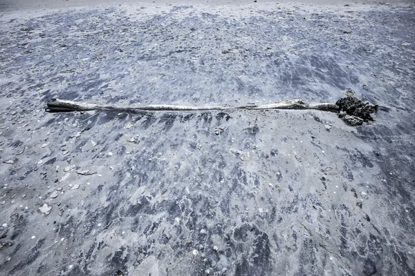 Kum dalgaların karaya attığı odun — Stok fotoğraf