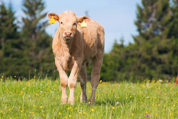 Sapi muda di padang rumput — Stok Foto