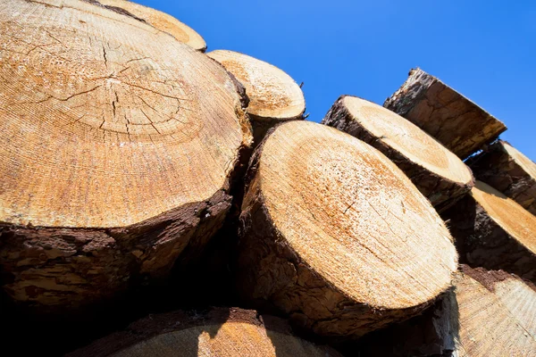 Aufgeschichtete Holzstämme — Stockfoto