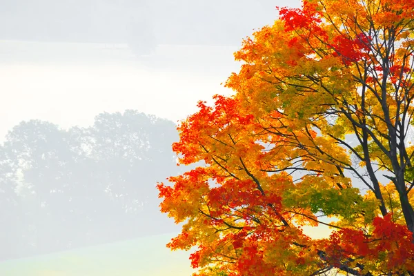 Colorful autumnal tree — Stock Photo, Image