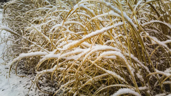 Closeup of old grass covered with snow after snow blizzard — Stock Photo, Image