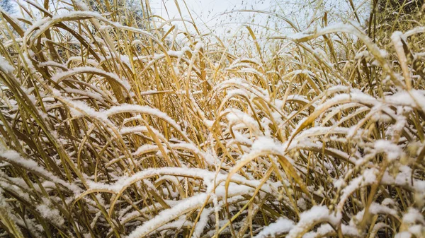 W zeszłym roku trawy pokryte śniegiem po burzy — Zdjęcie stockowe