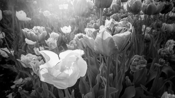 Foto en blanco y negro de tulipanes en crecimiento en el campo en el día soleado —  Fotos de Stock