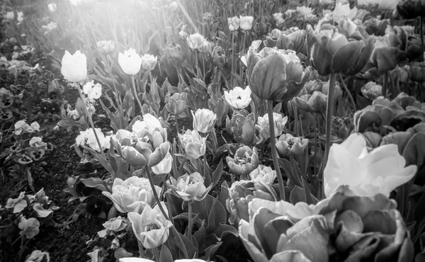 Black and white landscape of tulips growing on flowerbed — Stock Photo, Image