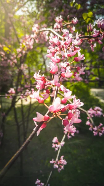 Макроснимок розовых цветков вишни на ветке в солнечный день — стоковое фото