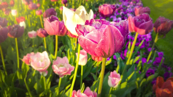 Toned photo of beautiful pink and white tulips at early morning — Stock Photo, Image