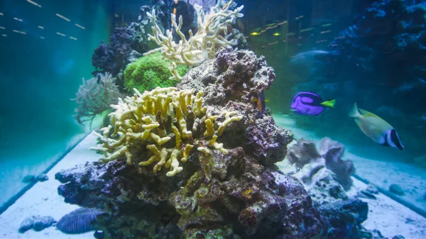 Foto submarina de coloridos peces exóticos nadando en los corales —  Fotos de Stock