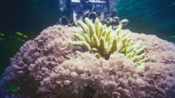 美しいサンゴや水中の海藻のクローズ アップ — ストック写真