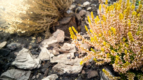 Toned photo of small pink and yellow flowers growing on ground c — Stock Photo, Image