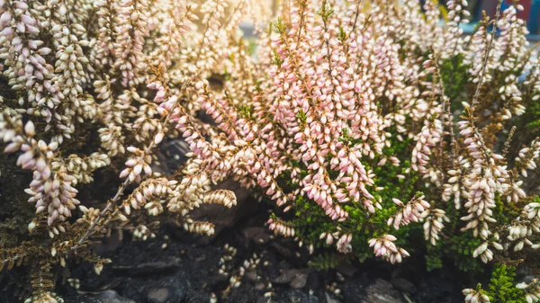 Macro shot of small pink flowers growing on flowerbed — Stock Photo, Image