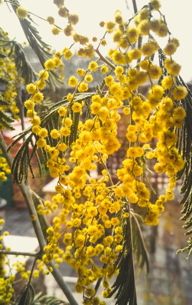 Крупный план желтых цветов мимозы в вазе на подоконнике — стоковое фото