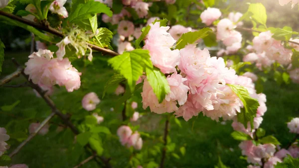 Foto tonificada de primer plano de hermoso árbol en flor con hilo rosa — Foto de Stock