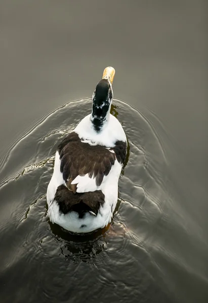 Stockente schwimmt auf See — Stockfoto