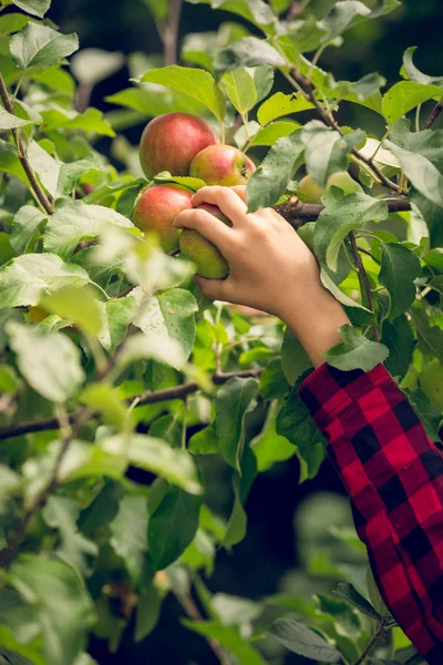 Foto tonificada de una joven recogiendo manzanas en el jardín — Foto de Stock