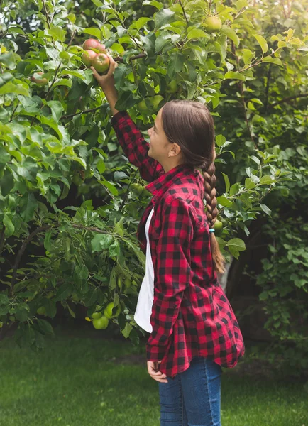 Imagen tonificada de una hermosa adolescente recogiendo manzanas en el jardín — Foto de Stock