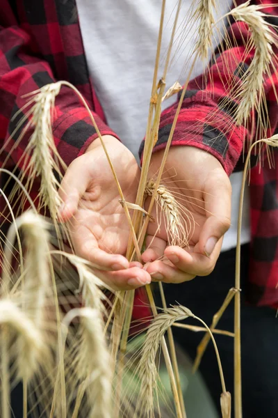 若い農家の手で黄金の小麦の穂 — ストック写真