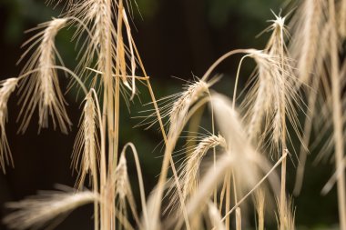 Görüntüyü olgun buğday kulak alan siyah arka plan üzerinde