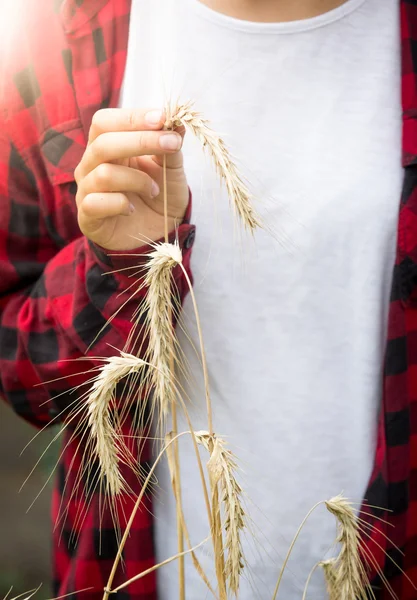 Toned photo of young person holding golden wheat ears at field