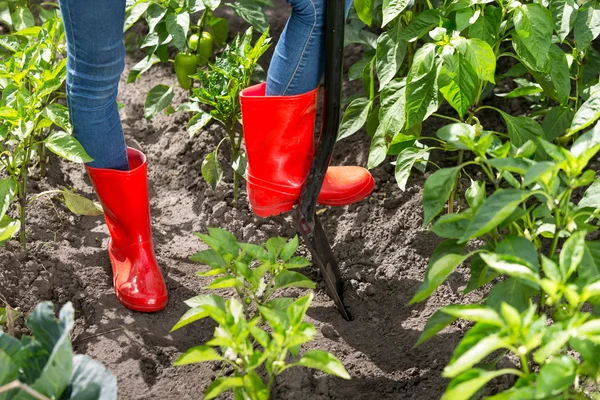 Closeup of person in red rubber boots digging soil in garden — Stock Photo, Image