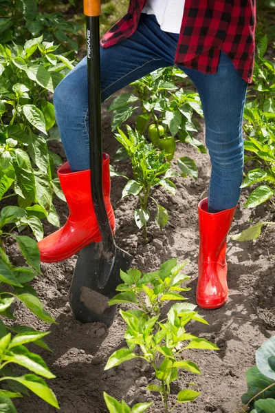 Крупный план молодой женщины в красных сапогах Веллингтона, работающей в саду — стоковое фото