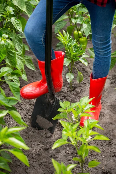 Feet in red rubber boots on black metal shovel at garden — Stock Photo, Image