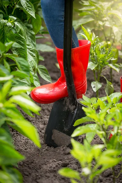 Closeup of young woman in red rubber boots digging soil with sho — Stock Photo, Image