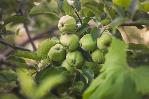 Toned gambar apel hijau matang tergantung di pohon di taman — Stok Foto