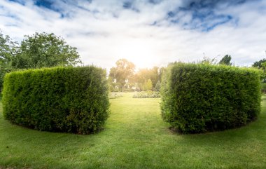 Dekoratif bush labirent Park girişi