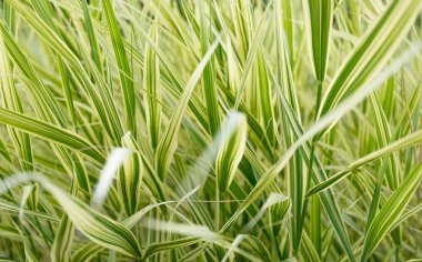 Doku güzel uzun çim çimen