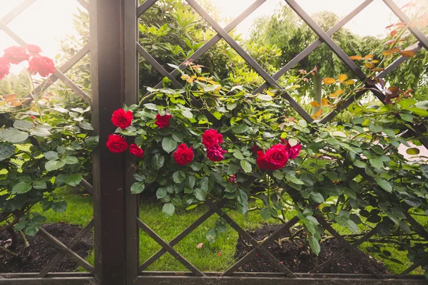 Imagem tonificada de rosas vermelhas crescendo em cerca de madeira decorativa em p — Fotografia de Stock