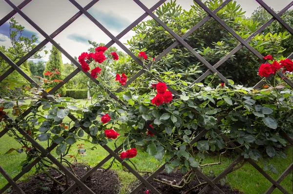 长满了红玫瑰在公园装饰木栅栏 — 图库照片