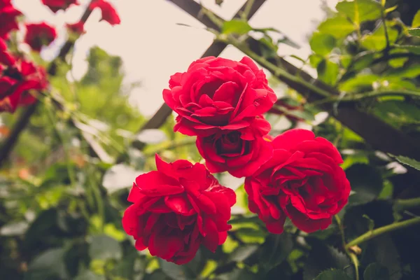 Getinte foto van prachtige rode rozen op hek op tuin — Stockfoto