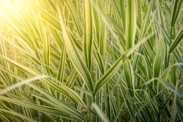 Konsistens av långa gröna gräs på ljusa solen strålar — Stockfoto