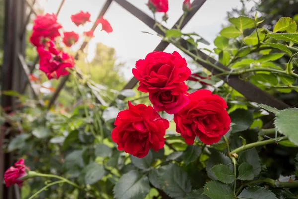 Nahaufnahme von drei schönen roten Rosen, die auf einem dekorativen Zaun wachsen lizenzfreie Stockfotos
