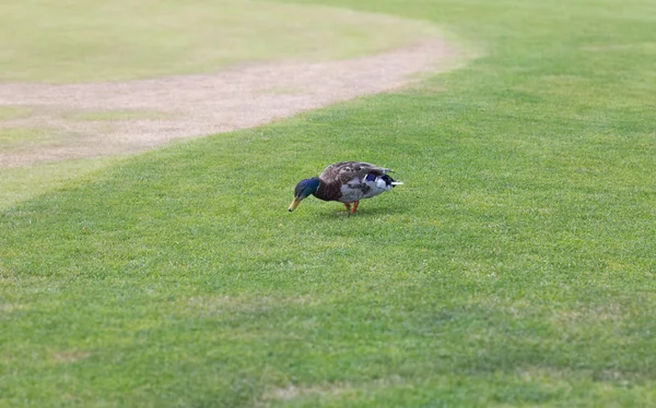 ヨーロッパ男性鴨公園で緑の草の上を歩く — ストック写真