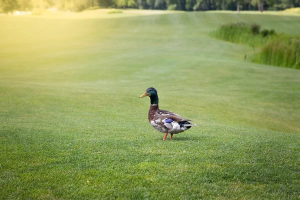 Pato mallardo macho caminando sobre hierba verde en un día soleado —  Fotos de Stock