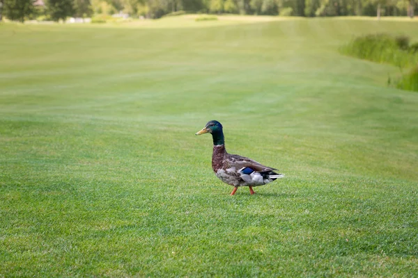 Όμορφη mallard περπατώντας στην πράσινη χλόη λιβαδιών — Φωτογραφία Αρχείου