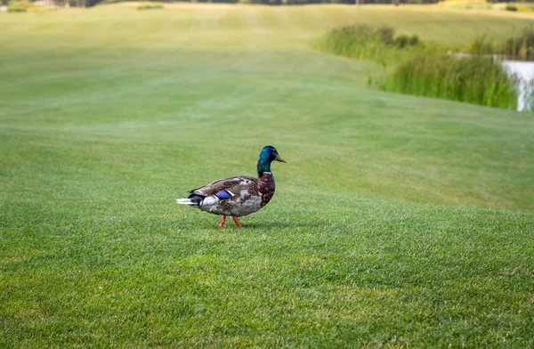 Pato macho mallardo caminando sobre hierba hacia el lago —  Fotos de Stock