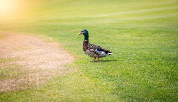 Pato mallardo macho caminando sobre hierba verde en un día soleado —  Fotos de Stock