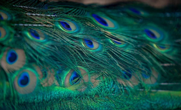 Hermoso plumaje de pavo real verde y azul —  Fotos de Stock