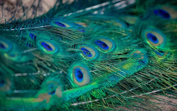Texture of colorful blue and green feather at peacock plumage — Stock Photo, Image