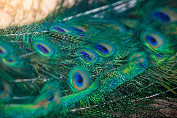 Macro image of colorful long tail of male peacock — Stock Photo, Image