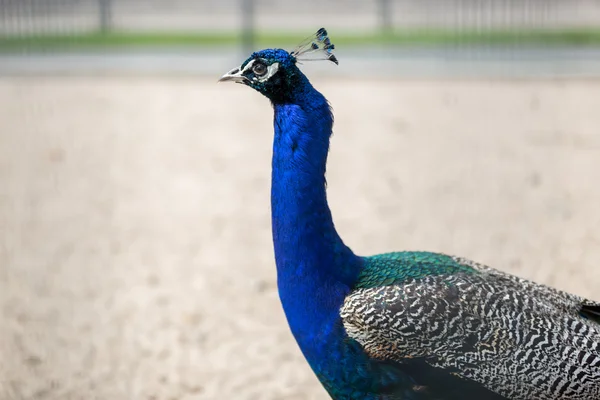 Primer plano de cabeza de pavo real macho con plumas azules —  Fotos de Stock